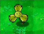 trébol de cactus