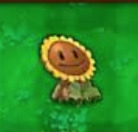 Girasol disfrazado