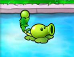 Quenouilles de pois